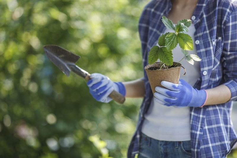A woman with protective gloves holding a plant and a gardening tool in her hands